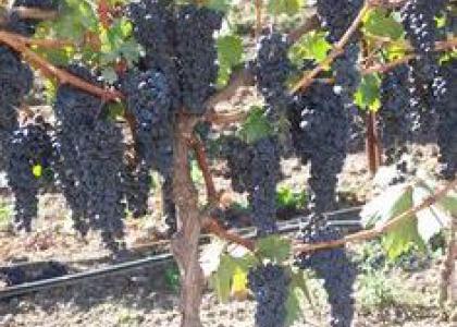 De wijngaard - druiventrossen - Bijbelse plaatsen.nl