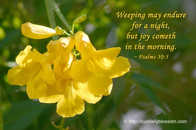 Psalm 30 6 - Weeping may endure for a night - Our Daily Blossom