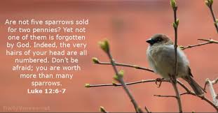 Lukas 12 6-7 - Gaat u niet veel mussen te boven